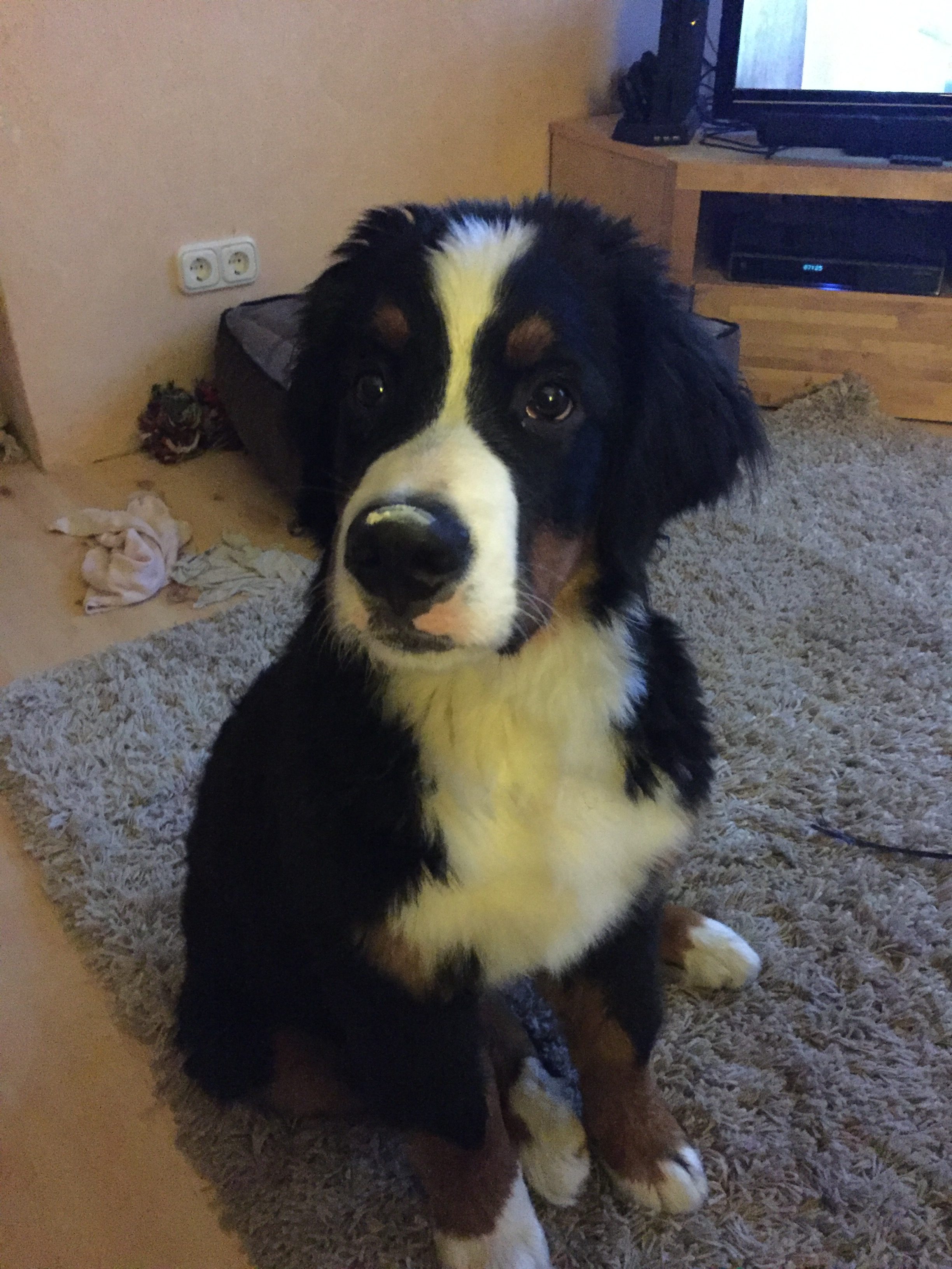 12 Wochen alter Berner Sennenhund